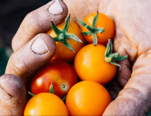 Sunarwa Devi – From Seed to Strength