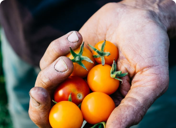 Training & Capacity Building